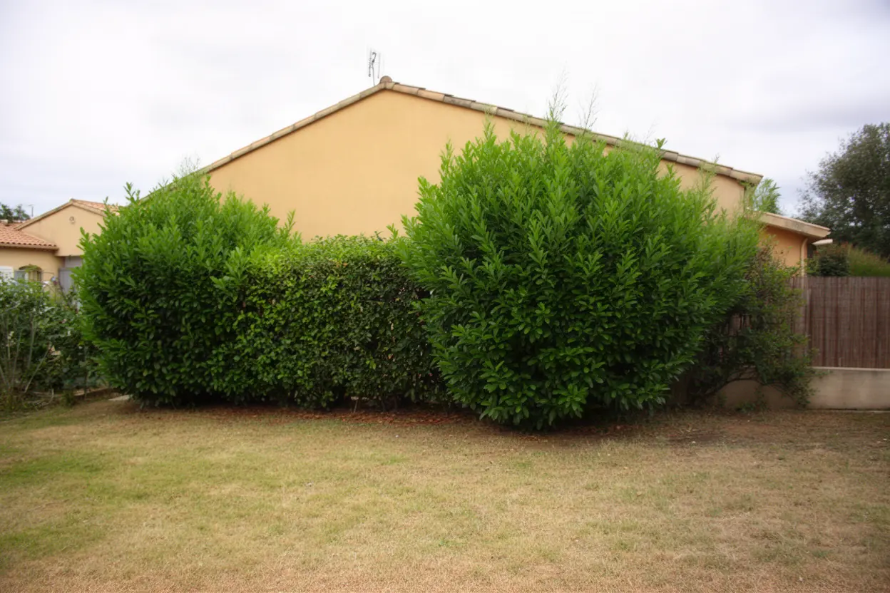 Haie irrégulière avant entretien dans un jardin à Pujaut